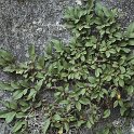 Rhamnus pumila